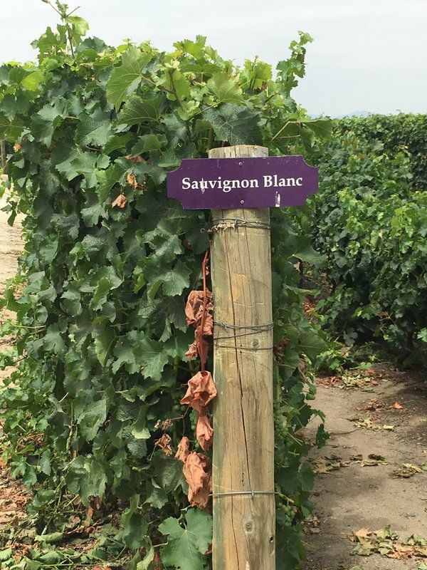 Sauvignon Blanc vines