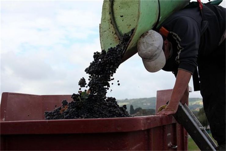 wine farming techniques