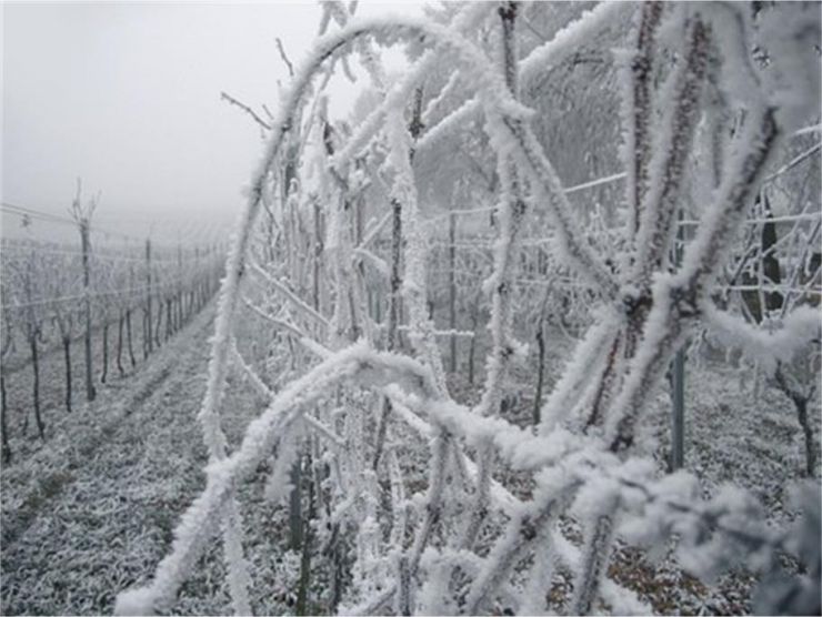 ice wine